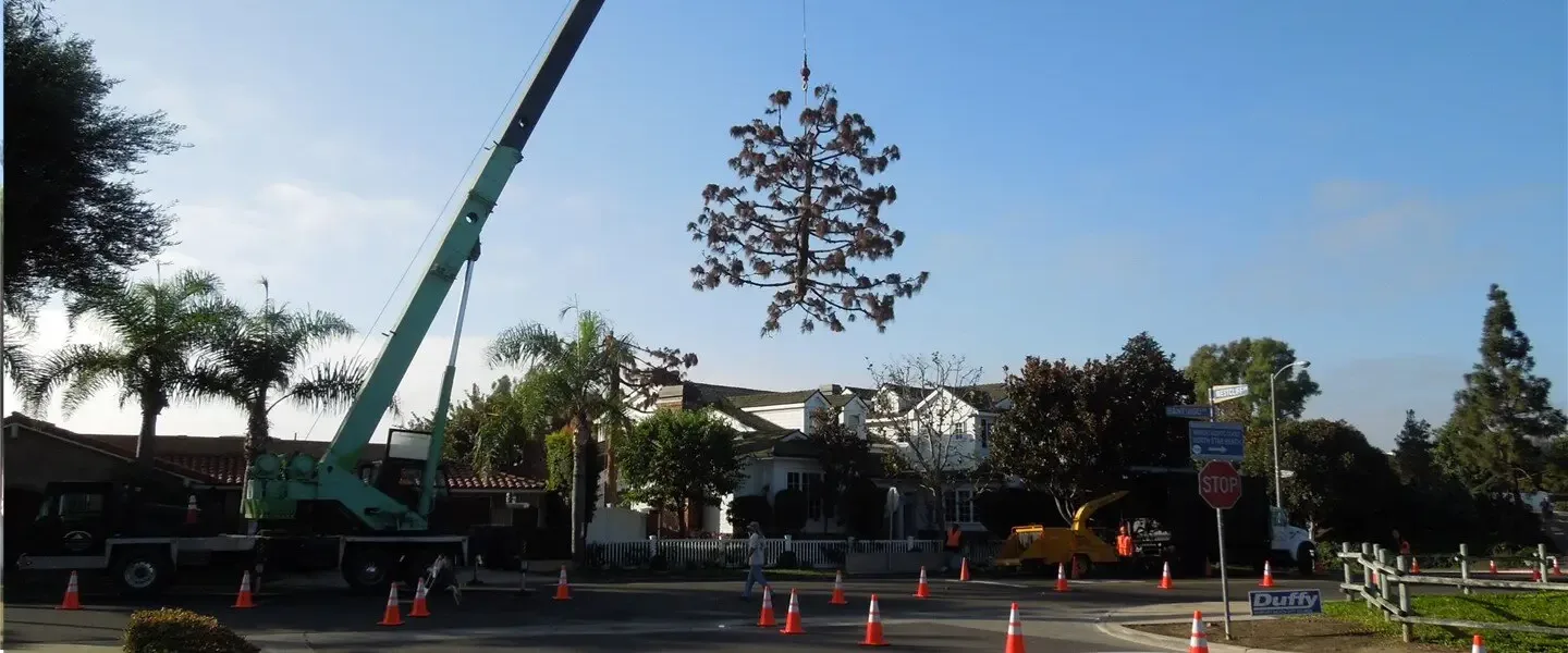 Tree Removal for Home and Business Owners, Brea Tree Services